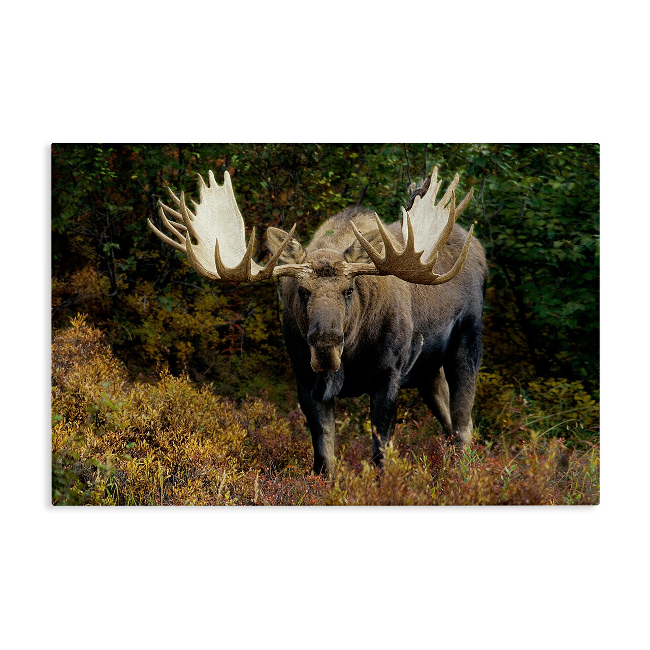Stupell Industries Bull Moose Face Off Canvas Wall Art Design by Shane Lamb